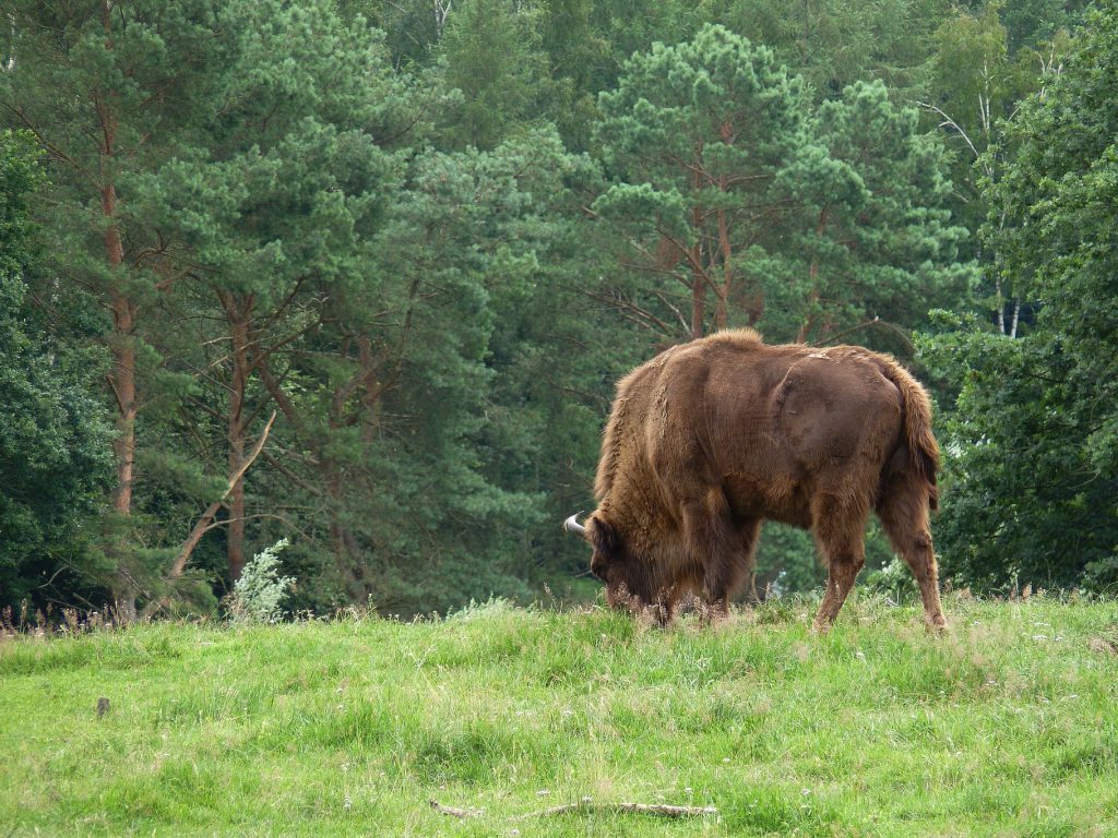 Najlepsze atrakcje dla dzieci w Białymstoku Białystok, stolica województwa podlaskiego, to XV-wieczne miasto o bogatej historii, które oferuje wiele atrakcji dla dzieci i młodzieży. Znajduje się tu wiele miejsc wartych odwiedzenia, które zachwycą zarówno najmłodszych, jak i starszych turystów. XV-wieczne miasto Białystok Białystok, jako miasto położone na wschodnich krańcach Polski, miało burzliwą historię, szczególnie w czasach zaborów i II wojny światowej. Obecnie Białystok jest największym miastem północno-wschodniej Polski. Prezentuje się jako miasto nowoczesne i przyjazne o bogatym dziedzictwie kulturowym. Licząc około 300 tysięcy mieszkańców, stanowi ono główny ośrodek województwa podlaskiego, z aglomeracją białostocką przekraczającą 450 tysięcy osób. Miasto utrzymuje równowagę pomiędzy nowoczesnością, a kameralnym charakterem, co podkreślać może wiele atrakcyjnych miejsc. Białystok inwestuje również w rozwój infrastruktury komunikacyjnej, będąc kluczowym punktem na trasie trasy kolejowej Rail Baltica i szlaku drogowego Via Carpatia. Te inicjatywy zwiększają dostępność miasta i sprzyjają rozwojowi terenów inwestycyjnych. Przez Białystok przechodzą strategiczne szlaki łączące kraje Europy, co nadaje mu istotne znaczenie w kontekście transeuropejskich korytarzy transportowych. Białystok to nie tylko dynamiczne miasto, ale także ważny ośrodek akademicki, z 11 uczelniami wyższymi, na czele z Uniwersytetem Medycznym, Politechniką Białostocką i Uniwersytetem w Białymstoku. Zabytki do zwiedzania Miasto oferuje wiele interesujących zabytków architektonicznych, takich jak Pałac Branickich czy Kościół Farny. Zwiedzanie tych miejsc może stanowić zarówno ciekawą lekcję historii, jak i przygodę w niezwykłym świecie dawnych czasów.  Wśród ciekawych obiektów architektonicznych można wyróżnić: nowoczesny kompleks kampusu uniwersyteckiego, imponujący budynek Opery i Filharmonii Podlaskiej, Stadion Miejski oraz niekwestionowane perły sztuki ulicznej - najpiękniejsze w Polsce murale. Białostocki Park Naukowo-Technologiczny (BPN-T) to pierwszy na wschodzie Polski certyfikowany technopark, który staje się miejscem rozwoju przedsiębiorczości akademickiej i startupowej. Funkcjonujący tu Inkubator Technologiczny wspiera firmy z branż takich jak IT, DTP, medyczna czy druk 3D, oferując nowoczesne laboratoria, sale szkoleniowe i biura do wynajęcia Fabryka misia - centrum zabaw To innowacyjny projekt, to miejsce przeniesione z baśni do rzeczywistości, w którym Twoje dziecko może własnoręcznie krok po kroku stworzyć pluszowego misia z pomocą profesjonalnego animatora. Można wybrać kolor, futerko, cechy charakteru - na koniec każde dziecko otrzymuje certyfikat narodzin misia, brzmi naprawdę ciekawie! Centrum przeznaczone jest dla dzieci w wieku od 0 do 12 lat. Oferuje wile różnych atrakcji indywidualnych czy grupowych, organizuje też urodziny. Na pewno warto zabrać tam dziecko, EpiCentrum nauki To fascynujące centrum edukacyjne, gdzie nauka staje się pasjonującym doświadczeniem, a możliwość zgłębiania tajemnic funkcjonującego świata jest na wyciągnięcie ręki. Epicentrum znajduje się się w budynku Stadionu Miejskiego przy ulicy Słonecznej 1. Jest przestrzenią gdzie dzieci, nastolatkowie, rodzice i dziadkowie mogą czerpać radość z interaktywnych eksponatów, zajęć edukacyjnych oraz spektakularnych pokazów naukowych. EpiCentrum oferuje około 100 stanowisk eksperymentalnych, podzielonych według różnych obszarów nauki i technologii. Strefa Małego Odkrywcy przeznaczona jest dla najmłodszych od 3 do 10 lat, natomiast Wystawa Główna przyciąga wszystkich powyżej 7 roku życia. Warto jednak pamiętać, że na Wystawie Głównej w Strefie Elektryczności, osoby z rozrusznikami serca nie powinny przebywać. Muzeum iluzji i nauki Muzeum Iluzji i Nauki to kolejne unikatowe miejsce, gdzie zabawa i nauka doskonale się łączą. Nie ma tam miejsca na nudę, a atrakcje, takie jak malowanie światłem, budowa gór i rzek z piasku, czy liczne iluzje optyczne, sprawiają, że każda sala prezentuje inną fascynującą formę iluzji. To doskonała lekcja, która otwiera oczy na różnorodność możliwości poznawczych. Sprawdź jak czasem nasze zmysły płatają nam figle! Facebooku i Instagramie Jumper Park Trampolin Jumper Park Trampolin to doskonałe miejsce dla dzieci i młodych, które oferuje zróżnicowane atrakcje na trampolinach, kursy i zajęcia z instruktorem oraz bezpieczne warunki zabawy. Papugarnia Tutaj możesz doświadczyć spotkania z egzotycznymi ptakami jakimi są papugi. Można ich dotknąć, czy nawet nakarmić. Miejsce oferuje edukacyjne lekcje o ptakach i jest godne polecenia wszystkim, którzy kochają zwierzęta. Białostocki Teatr Lalek  Białostocki Teatr Lalek to nie tylko miejsce rozrywki, ale także okazja do odkrywania sztuki teatralnej. Repertuar teatru jest zróżnicowany, a bilety są dostępne w przystępnych cenach. Blisko teatru znajduje się również ulubiona księgarnia z książkami dla dzieci. Najlepsze atrakcje dla dzieci w Białymstoku - Tereny zielone Jeśli chcesz skorzystać z uroków natury, Tereny Zielone w Białymstoku oferują wiele atrakcji.  Akcent Zoo Akcent Zoo to małe, darmowe zoo z ciekawymi gatunkami zwierząt, a Planty to piękne miejsce na spacery i wycieczki rowerowe, z bogato wyposażonym placem zabaw.  Planty w Białymstoku Piękne zadbane miejsce, które jest idealne na wycieczkę rowerową lub spacer. Jest tam też jeden z najbardziej obleganych placów zabaw. W sezonie letnim są pokazy multimedialne fontann. Teren przed i za Pałacem Branickim jest przepiękny i zachęca do spacerów. Plaża miejska w Dojlidach Plaża miejska w Dojlidach to idealne miejsce na relaks nad jeziorem, z placami zabaw i możliwością zamówienia jedzenia. Puszcza Białowieska Warto również odwiedzić Puszczę Białowieską, oddaloną o 90 km od Białegostoku. To unikatowe miejsce, ostatni naturalny las na Niżu Europejskim, wpisane na listę światowego dziedzictwa UNESCO. Puszcza ta kryje w sobie niezwykłą różnorodność biologiczną, a spacer po jej ścieżkach to spotkanie z naturą w jej najbardziej autentycznej formie. To także dom naszego rodzimego żubra, symbolu polskiej przyrody. Jest on największym ssakiem Europy! Wielkie znaczenie ma obecność martwych drzew w Puszczy Białowieskiej. To właśnie one pełnią kluczową rolę w ekosystemie tego lasu. Około połowa gatunków roślin i zwierząt zamieszkujących Puszczę jest wprost zależna od obecności martwego drzewostanu. Dzięki temu las ten wyróżnia się nadzwyczajnym bogactwem flory i fauny. Puszcza Białowieska to niezapomniane doświadczenie, gdzie naturalne procesy przyrodnicze toczą się niezakłócone ręką człowieka od tysięcy lat!
